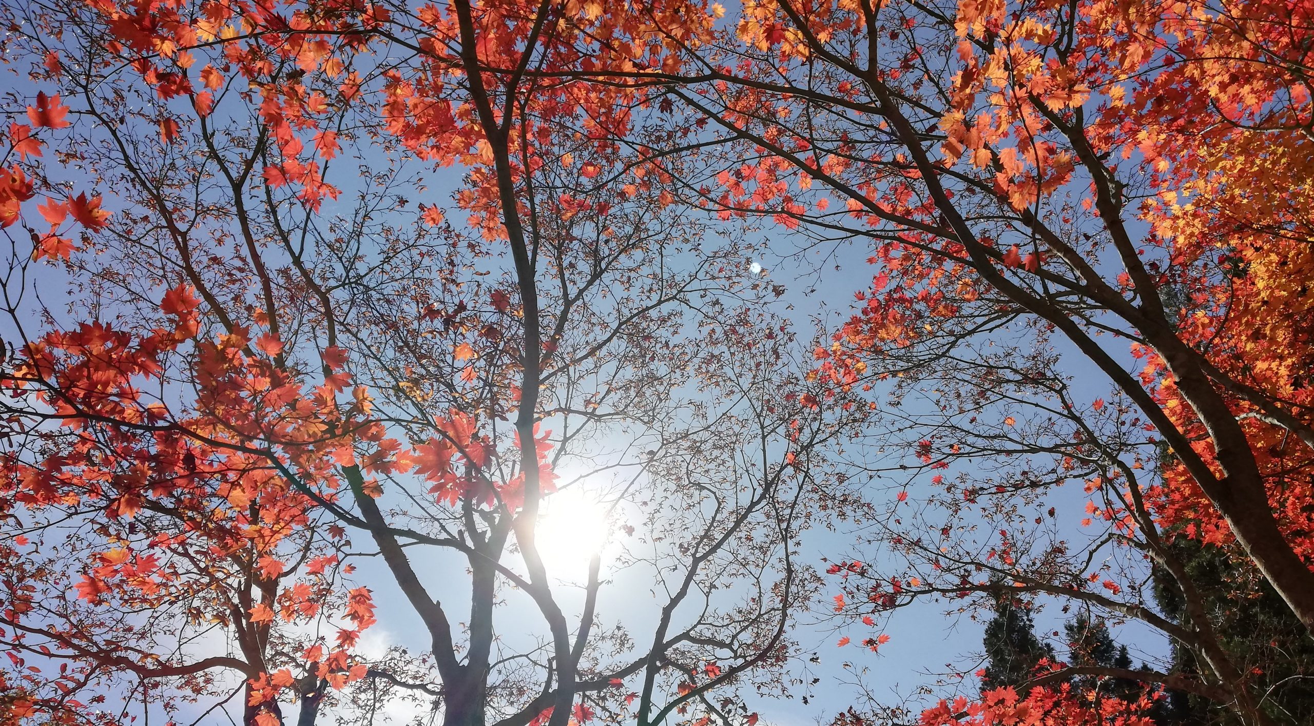 reIMG_20201105_115246 (1)